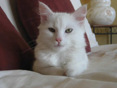 Canaille